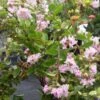 Lagerstroemia Indica Summer Charm Hopi - Lilas Des Indes -Fleurs & Plantes Soldes Boutique lagerstroemia indica summer charm hopi 85954 1