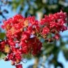 Lagerstroemia Indica Summer Charm Tuscarora - Lilas Des Indes -Fleurs & Plantes Soldes Boutique lagerstroemia indica summer charm tuscarora 85955 1