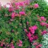 Lagerstroemia Mimie Fuchsia - Lilas De Indes Couvre-sol 2 Lagerstroemia Mimie Fuchsia - Lilas De Indes Couvre-sol -Fleurs & Plantes Soldes Boutique lagerstroemia mimie fuchsia 85803 1