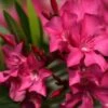 Laurier Rose Italia - Nerium Oleander 1 Laurier Rose Italia - Nerium Oleander -Fleurs & Plantes Soldes Boutique laurier rose italia nerium oleander copyright 870492 1