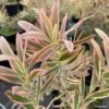 Leucadendron Jester -Fleurs & Plantes Soldes Boutique leucadendron Jester IF 16677 1