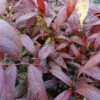 Leucothoe Walteri Royal Ruby 2 Leucothoe Walteri Royal Ruby -Fleurs & Plantes Soldes Boutique leucothoe walteri royal ruby 1002651 1