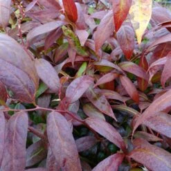 Leucothoe Walteri Royal Ruby