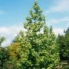 Liquidambar Styraciflua Thea - Copalme D'Amérique 1 Liquidambar Styraciflua Thea - Copalme D'Amérique -Fleurs & Plantes Soldes Boutique liquidambar styraciflua thea 84140 1