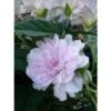 Liseron Du Japon Grimpant Flore Pleno - Calystegia Hederacea -Fleurs & Plantes Soldes Boutique liseron du japon grimpant flore pleno 87689 1