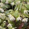 Loropetalum Chinense - Loropétale De Chine -Fleurs & Plantes Soldes Boutique loropetalum chinense 7907 1