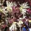 Loropetalum Chinense Ruby Snow -Fleurs & Plantes Soldes Boutique loropetalum chinense ruby snow 86120 1