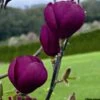Magnolia Black Tulip 1 Magnolia Black Tulip -Fleurs & Plantes Soldes Boutique magnolia black tulip 781690 1