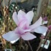 Magnolia Loebneri Leonard Messel 1 Magnolia Loebneri Leonard Messel -Fleurs & Plantes Soldes Boutique magnolia messel 7903 1