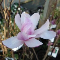 Magnolia Loebneri Leonard Messel