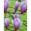 Magnolia - Magnolia X Soulangeana Andre Leroy 1 Magnolia - Magnolia X Soulangeana Andre Leroy -Fleurs & Plantes Soldes Boutique magnolia x soulangeana andre leroy 1007262 1