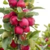 Malus Appletini (Gulliver) - Pommier D'ornement -Fleurs & Plantes Soldes Boutique malus appletini gulliver 15594 1