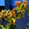 Pommier D'ornement - Malus Golden Hornet -Fleurs & Plantes Soldes Boutique malus golden hornet 80068 3