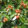 Pommier D'ornement - Malus John Downie -Fleurs & Plantes Soldes Boutique malus john downie 1001522 1