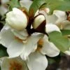 Michelia Yunnanensis Gail's Favorite -Fleurs & Plantes Soldes Boutique michelia yunnanensis gail s favorite 82422 1 2