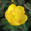 Hypericum Dummeri Peter Dummer - Millepertuis -Fleurs & Plantes Soldes Boutique millepertuis hypericum dummeri peter dummer 7540 1