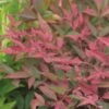 Nandina Obsessed Seika - Bambou Sacré -Fleurs & Plantes Soldes Boutique nandina seika 781683 5