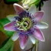 Passiflora Allardii - Fleur De La Passion -Fleurs & Plantes Soldes Boutique passiflora allardii 87026 1