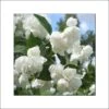 Seringat Blanc - Philadelphus Albâtre 2 Seringat Blanc - Philadelphus Albâtre -Fleurs & Plantes Soldes Boutique philadelphus albatre 84187 1