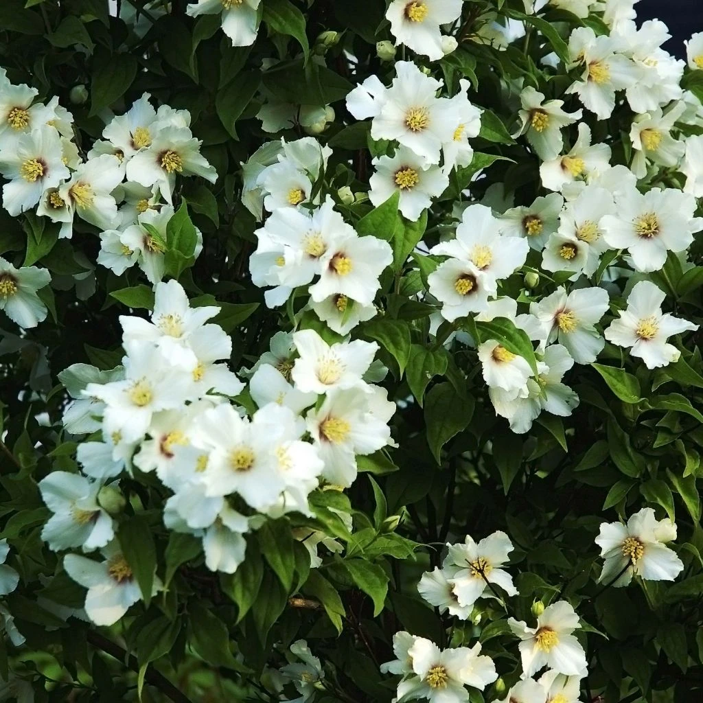 Seringat Des Jardins - Philadelphus Belle Etoile 3 Seringat Des Jardins - Philadelphus Belle Etoile