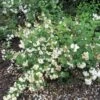 Seringat - Philadelphus Snowbelle -Fleurs & Plantes Soldes Boutique philadelphus snowbelle 1001572 1