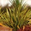 Lin De Nouvelle-Zélande - Phormium Apricot Queen -Fleurs & Plantes Soldes Boutique phormium apricot queen 100756 1
