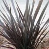 Phormium Dark Delight - Lin De Nouvelle-Zélande -Fleurs & Plantes Soldes Boutique phormium dark delight 83888 1