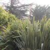 Phormium Tenax - Lin De Nouvelle-Zélande -Fleurs & Plantes Soldes Boutique phormium tenax 835162 1