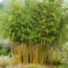 Bambou Jaune - Phyllostachys Aureosulcata Aureocaulis 2 Bambou Jaune - Phyllostachys Aureosulcata Aureocaulis -Fleurs & Plantes Soldes Boutique phyllostachys aureosulcata aureocaulis 7816702 1