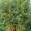Phyllostachys Vivax Aureocaulis - Bambou Géant -Fleurs & Plantes Soldes Boutique phyllostachys vivax aureocaulis 84917 1
