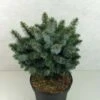 Épicéa De Sitka - Picea Sitchensis Silberzwerg -Fleurs & Plantes Soldes Boutique picea sitchensis silberzwerg 100779 1
