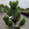 Pin - Pinus Heldreichii Satellit -Fleurs & Plantes Soldes Boutique pinus heldreichii satellit 100785 1
