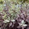 Pittosporum Tenuifolium Bannow Bay -Fleurs & Plantes Soldes Boutique pittosporum bannow bay IF 15354 1