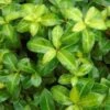 Pittosporum Tenuifolium Golden Ball 2 Pittosporum Tenuifolium Golden Ball -Fleurs & Plantes Soldes Boutique pittosporum tenuifolium golden ball 85615 1 1