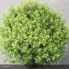 Pittosporum Tenuifolium Midget 1 Pittosporum Tenuifolium Midget -Fleurs & Plantes Soldes Boutique pittosporum tenuifolium midget 15119 1