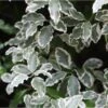 Pittosporum Tenuifolium Elisabeth