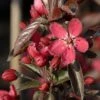 Pommier D'ornement - Malus Dark Rosaleen 1 Pommier D'ornement - Malus Dark Rosaleen -Fleurs & Plantes Soldes Boutique pommier d ornement malus dark rosaleen if 17922 1