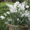 Potée Blanche -Fleurs & Plantes Soldes Boutique potee blanche 511010 1