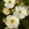Potentille Arbustive - Potentilla Fruticosa Double Punch Cream -Fleurs & Plantes Soldes Boutique potentilla fruticosa double punch cream 100806 1
