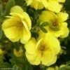 Potentille Arbustive - Potentilla Fruticosa Double Punch Gold 2 Potentille Arbustive - Potentilla Fruticosa Double Punch Gold -Fleurs & Plantes Soldes Boutique potentilla fruticosa double punch gold 100807 1