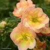 Potentille Arbustive - Potentilla Fruticosa Double Punch Peach -Fleurs & Plantes Soldes Boutique potentilla fruticosa double punch peach 100809 1