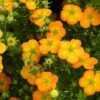 Potentille Arbustive Bella Sol - Potentilla Fruticosa -Fleurs & Plantes Soldes Boutique potentille arbustive bella sol 85478 1
