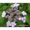 Hortensia Serrata Princesse Eugénie -Fleurs & Plantes Soldes Boutique princesse eugenie