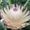 Protea Susara - Protée Hybride -Fleurs & Plantes Soldes Boutique protea susara 83443 2
