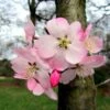 Cerisier à Fleurs Du Japon Nain - Prunus Incisa Paean -Fleurs & Plantes Soldes Boutique prunus incisa paean 84222 1