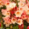 Rhododendron Jingle Bells - Rhododendron Nain 2 Rhododendron Jingle Bells - Rhododendron Nain -Fleurs & Plantes Soldes Boutique rhodo jingle bells 80479 1