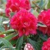 Rhododendron Arboreum Rouge - Grand Rhododendron -Fleurs & Plantes Soldes Boutique rhododendron arboreum rubrum 80474 1