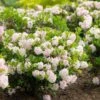 Rhododendron Bloombux -Fleurs & Plantes Soldes Boutique rhododendron bloombux 83146 3