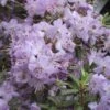 Rhododendron Blue Silver - Rhododendron Nain -Fleurs & Plantes Soldes Boutique rhododendron blue silver 781705 1 1