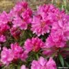 Rhododendron Graziella - Grand Rhododendron -Fleurs & Plantes Soldes Boutique rhododendron graziella 781740 1